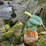 Kokedama