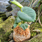 Kokedama